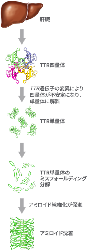 遺伝性ATTRアミロイドーシス(FAP)の発症機序