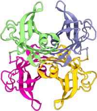 TTRタンパク質(四量体)