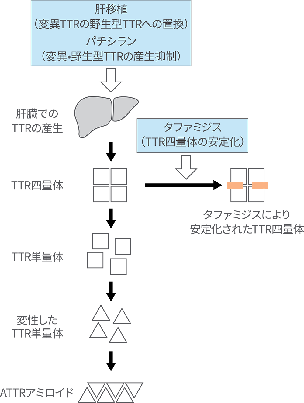 ATTRアミロイドの形成機序およびわが国で認可されている疾患修飾療法の作用機序